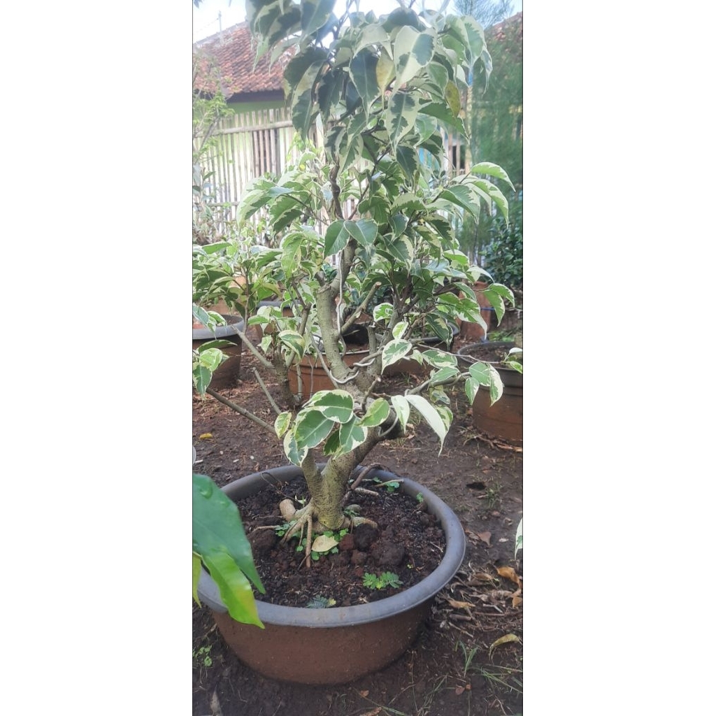 Bonsai beringin Varigata