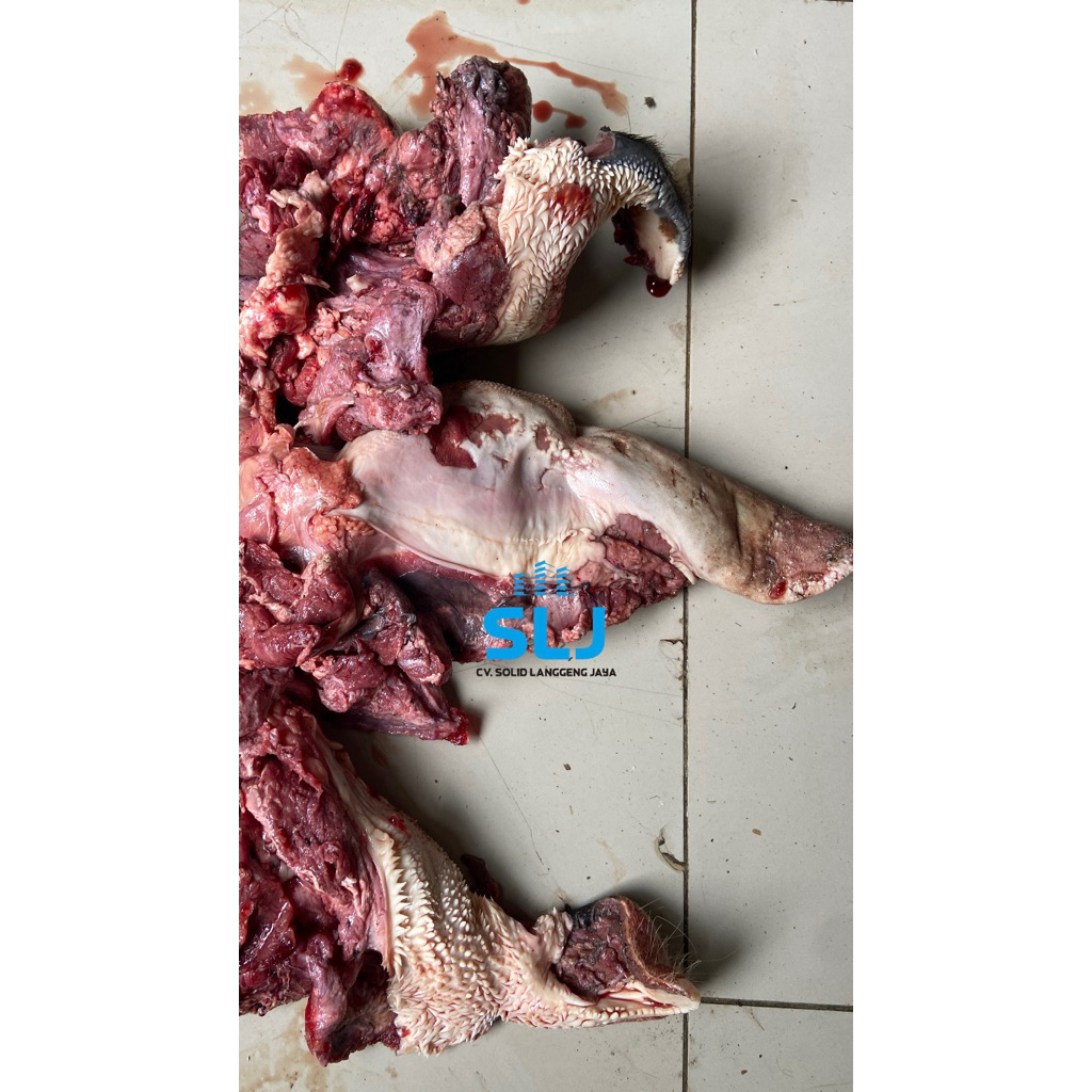 

Daging Kepala Pipi Lidah Sapi