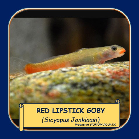IKAN HIAS AIR TAWAR - GOBY RED LIPS / RED LIPSTICK GOBY / GOBY BIBIR MERAH (ALGAEATER / IKAN PEMAKAN