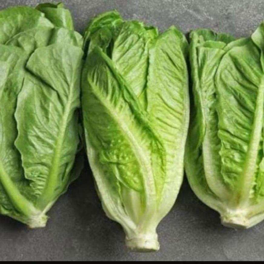 

Lettuce Romaine / Selada Romaine segar murah