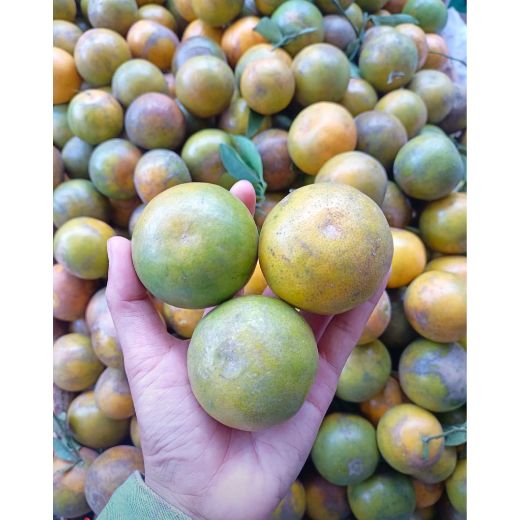 

Jeruk peras (Buat Es) 1 kg