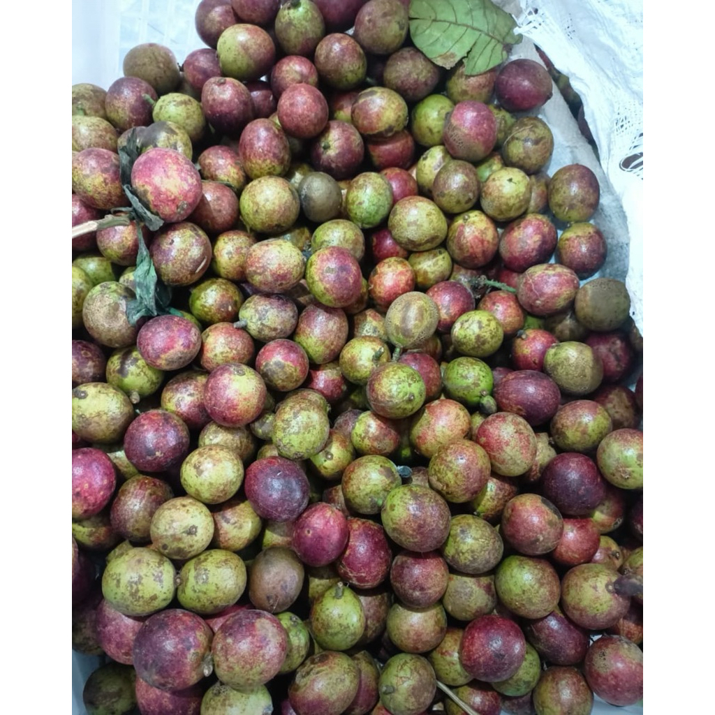 

Matoa Murah Biji Kecil 1 kg