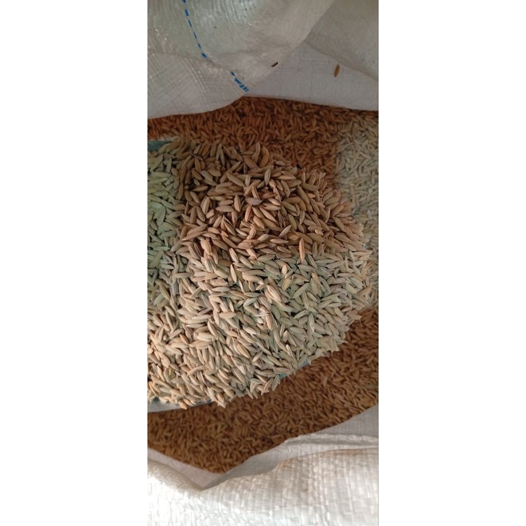 GABAH MERAH - Pakan Ayam Aduan & Unggas Lainnya - 1kg Praktis - Ideal untuk Ternak & Bibit PadiGABAH