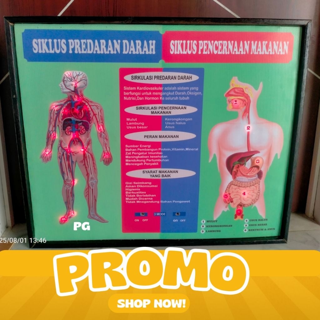 

ALAT PERAGA PEREDARAN DARAH & PENCERNAAN ELEKTRIK SD-SM