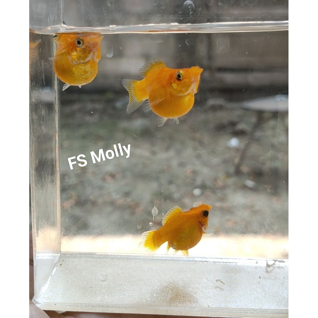 Molly Balon Orange Sunkist Rountail