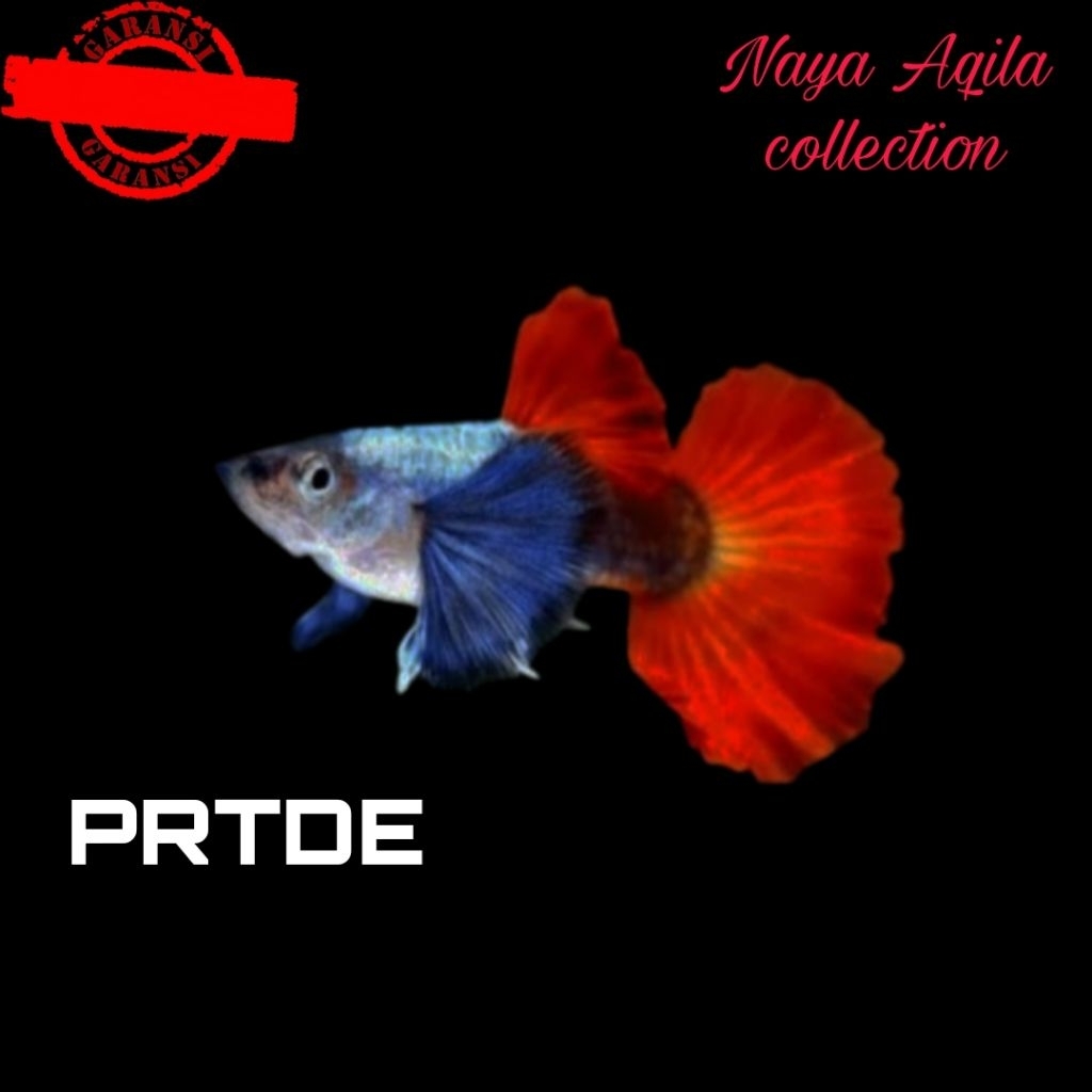 

packing-PRTDE grade A