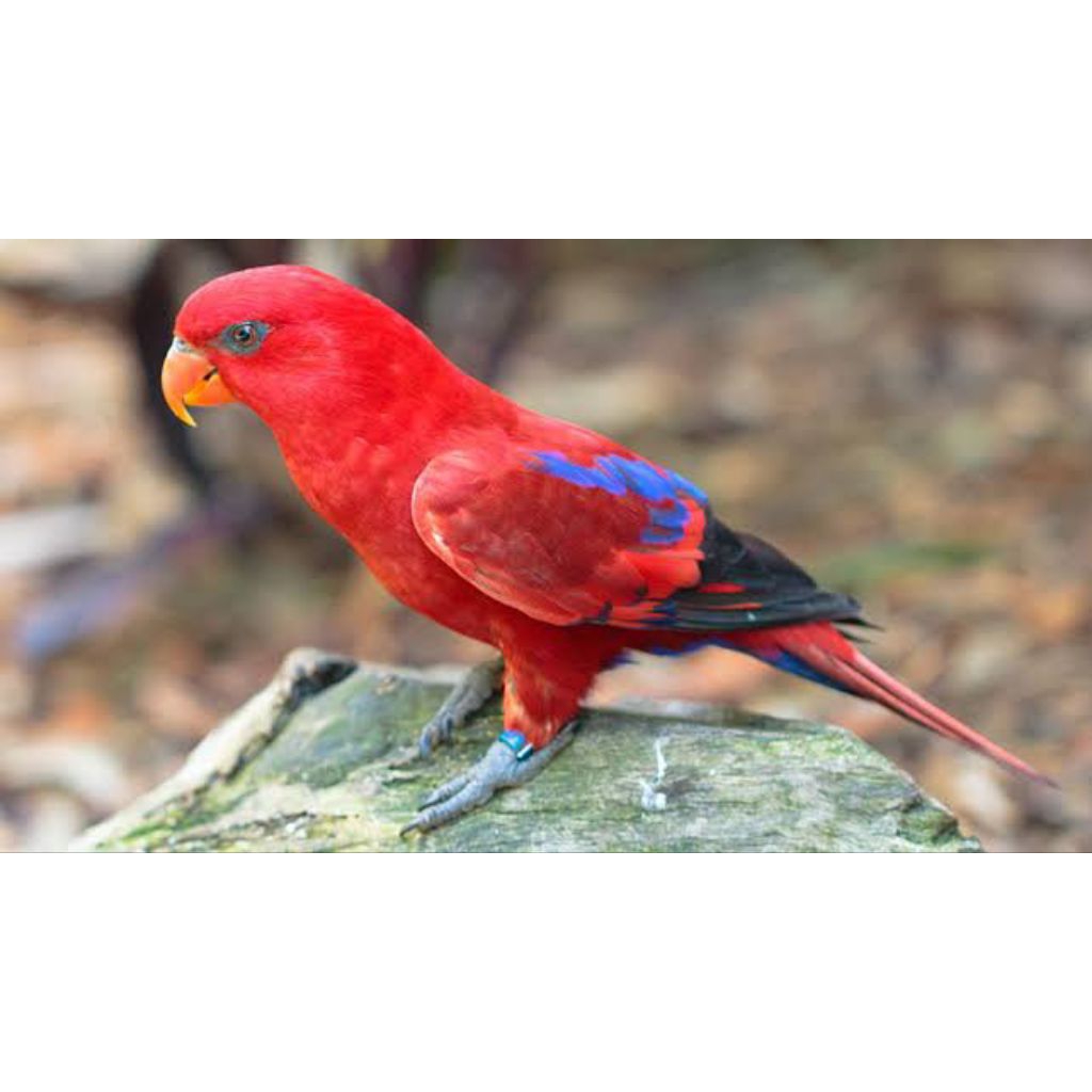 

Telur burung Nuri merah untuk ditetaskan