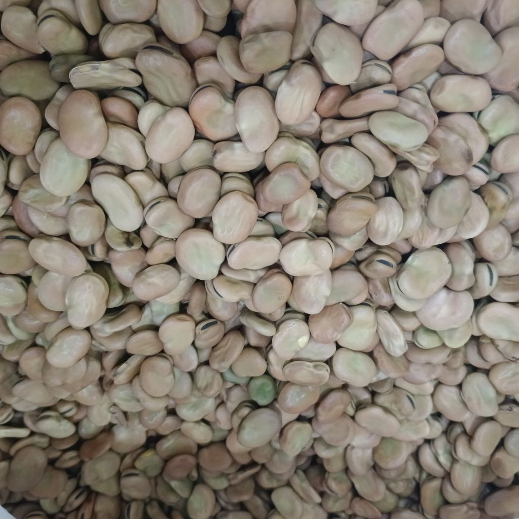 

KACANG FOUL MEDAMMES FAVA BEANS KACANG FUUL Mentah 1KG