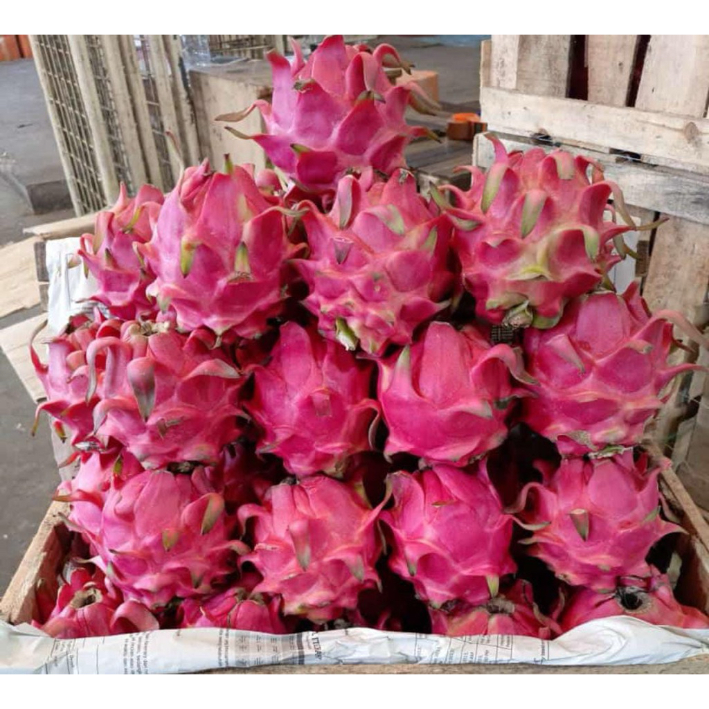 

Naga Merah/ Buah/ Manis/Berat 500gr