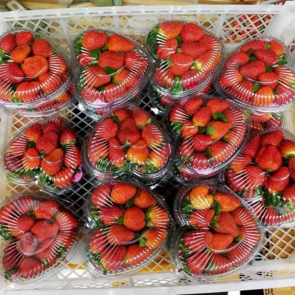 

foto & Strawberry / kado anniversary kado ulang tahun kado pacar kado wisuda kado cewek kado unik 250gr