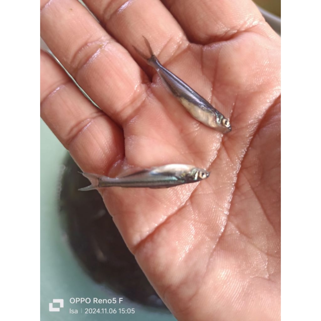 

Paket isi 50 ekor Patin Hitam size 2 3 cm