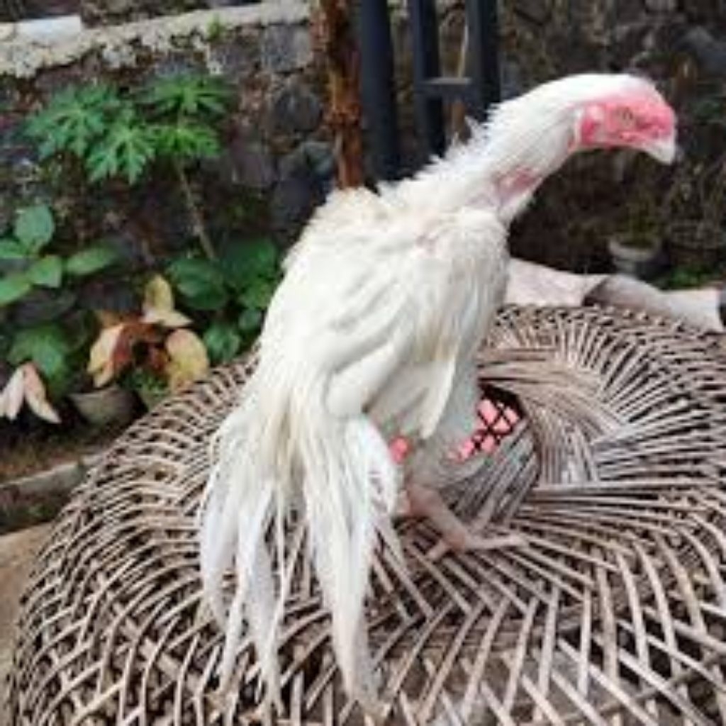 

paket hemat 3 Telur Ayam Bangkok Ekor Lidi putih mulus Fertil siap untuk ditetaskan