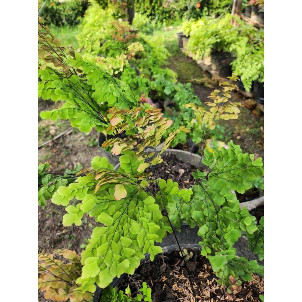 Suplir Merak/suplir bulu merak