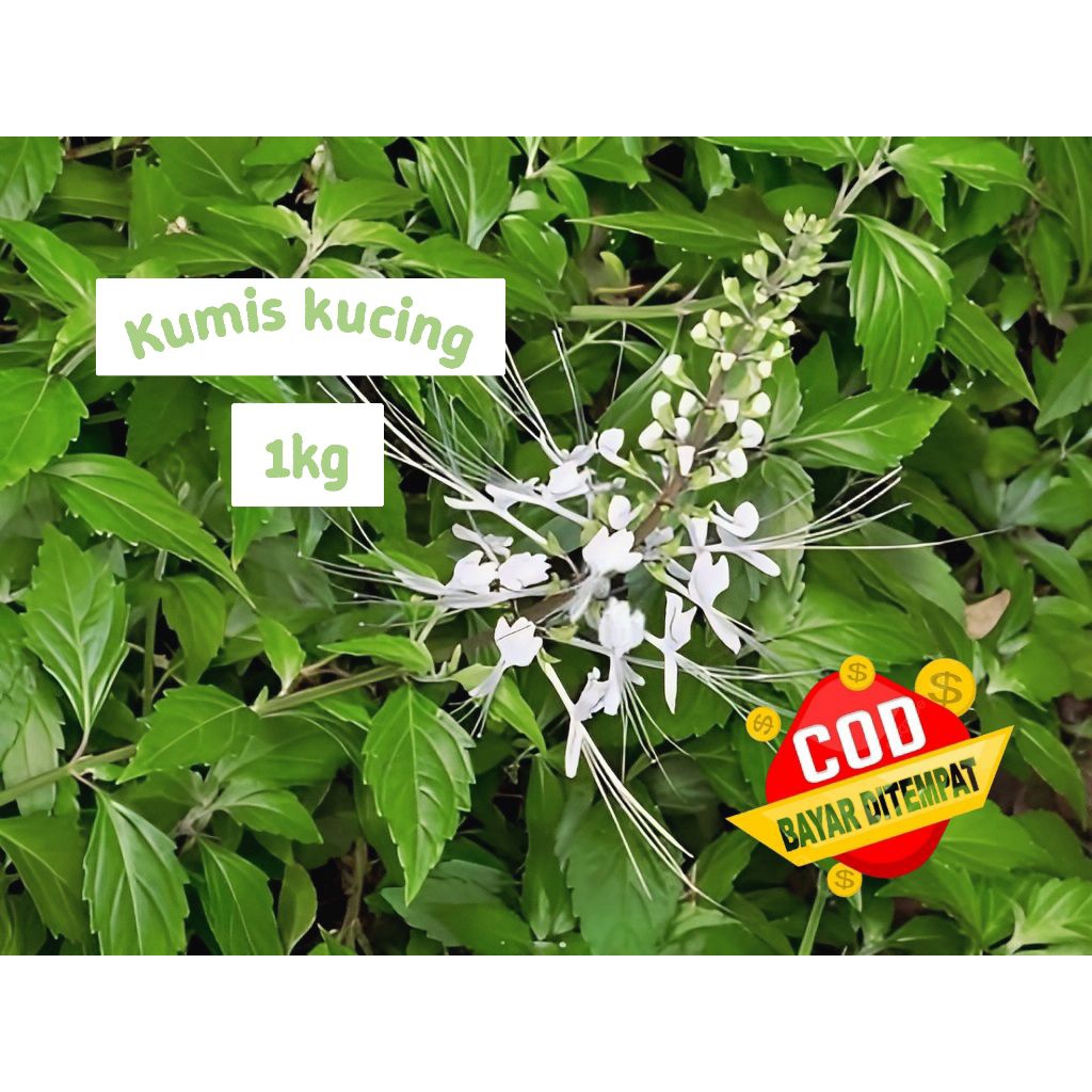 

Daun kumis kucing 1kg