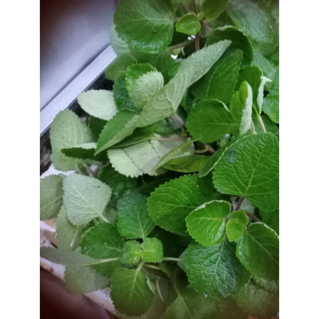 

Daun Bangun-bangun Segar