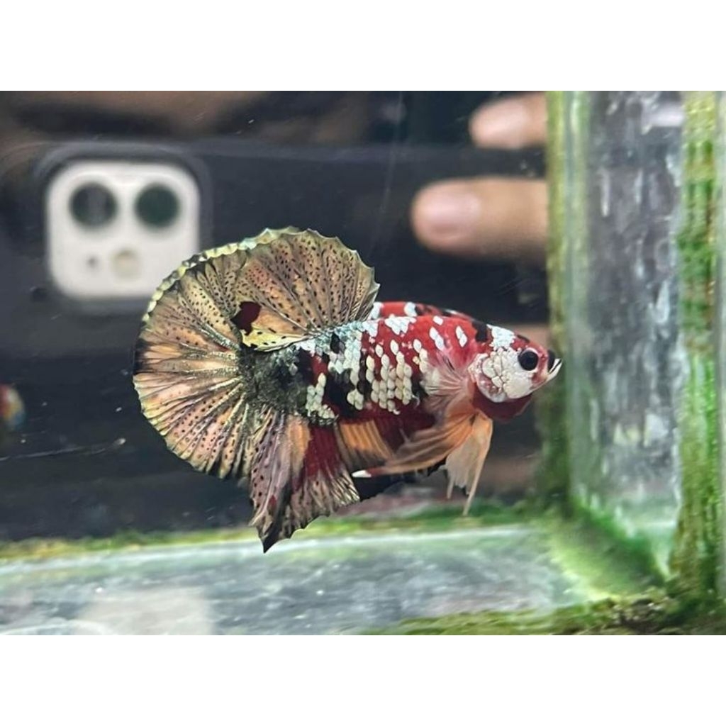 (PROMO) RKC Cupang Plakat Male  RED KOI COOPER TopGrade