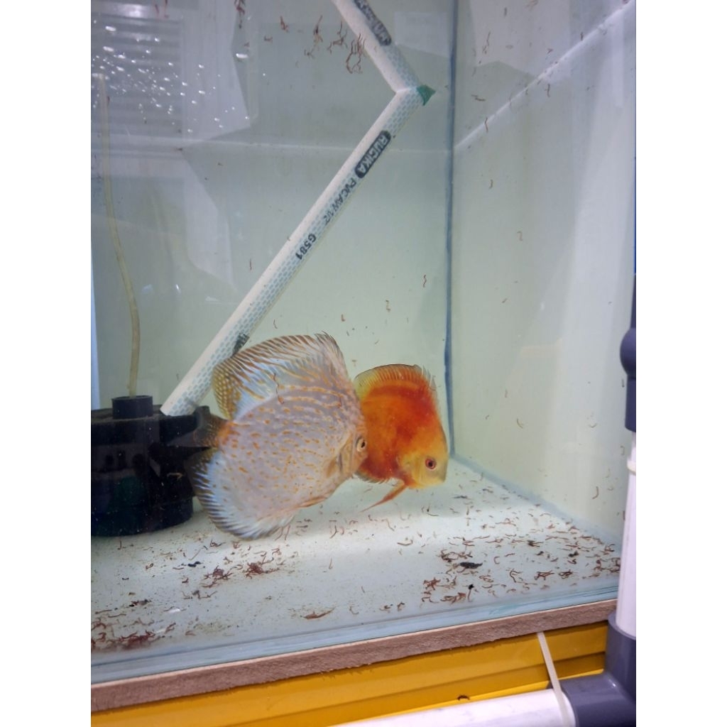 Pair ikan discuss hiasan akuarium