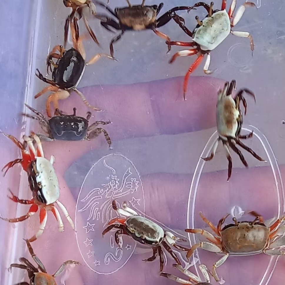 

Kepiting Hias - Kepiting Vampire - Kepiting Vampir