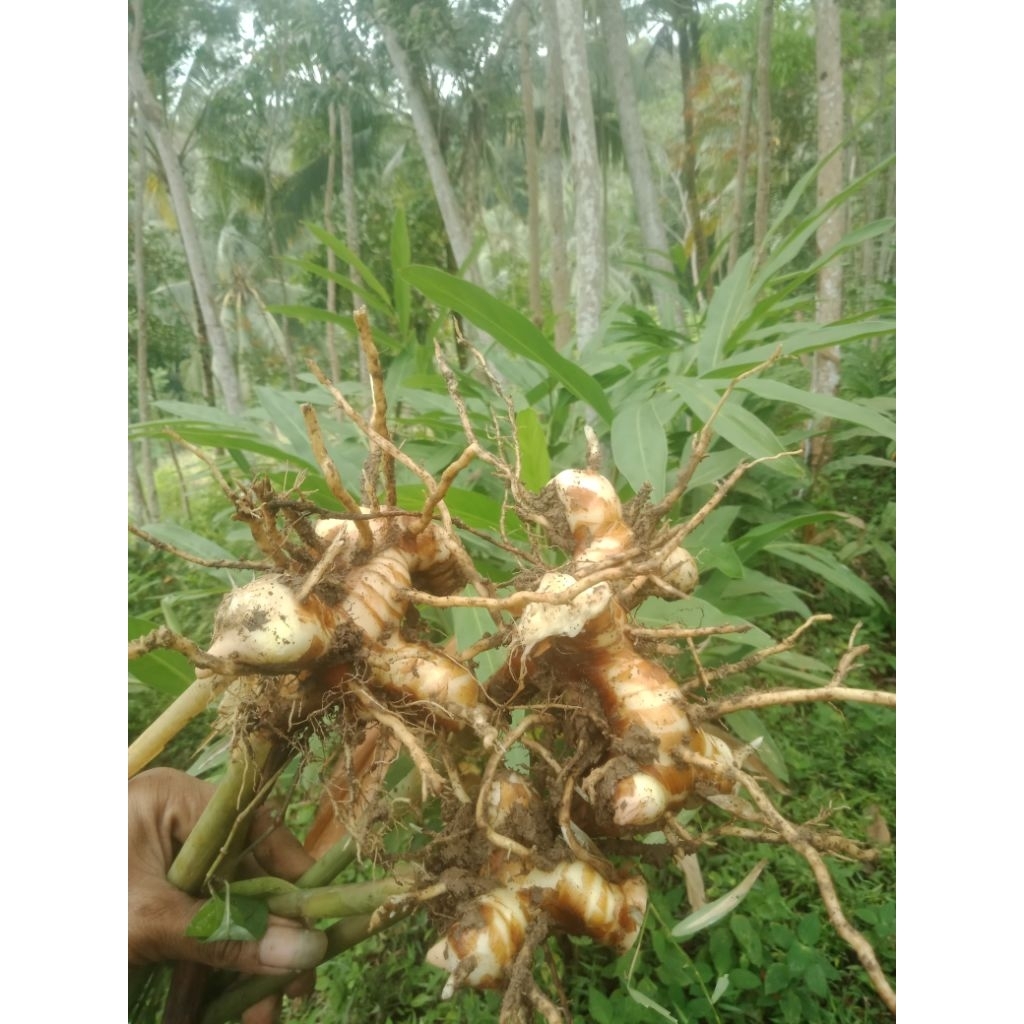 

lengkuas/Laos 250 gr