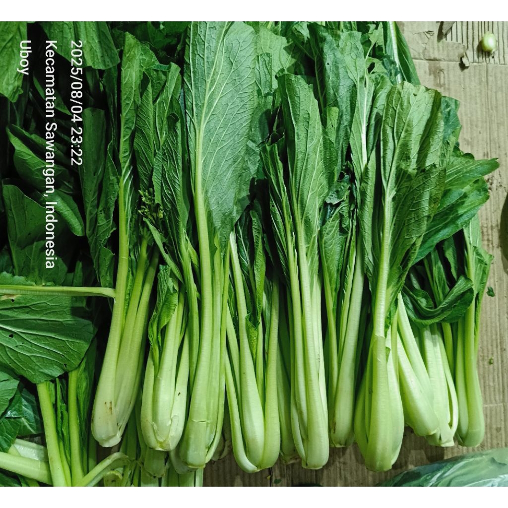 

caisim atau sawi ijo