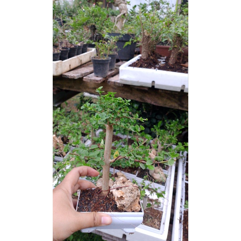 BONSAI SANCANG MAME SIAP PAJANG