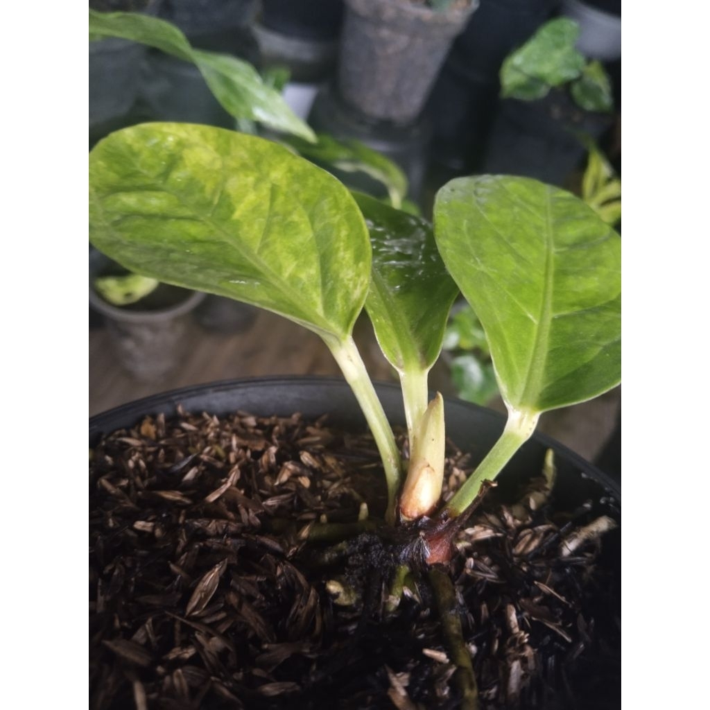 anthurium mangkok Jaguar varigata.