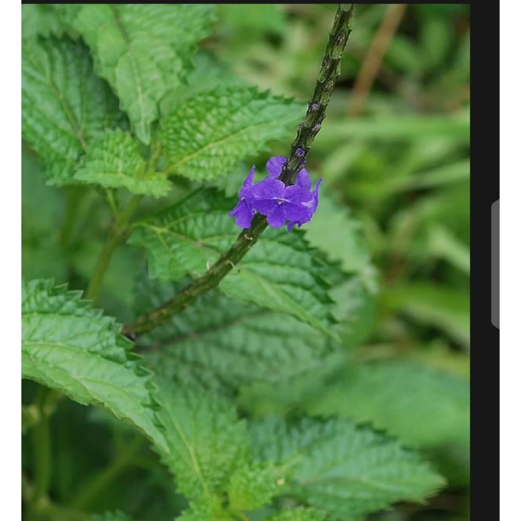 

DAUN PECUT KUDA 500 gram