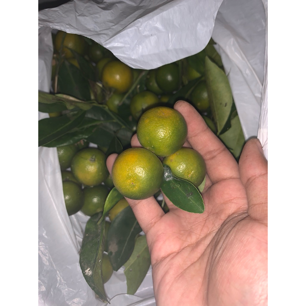 

JERUK KASTURI/LIMAU/SONKIT SEGAR FRESH PETIK KEBUN