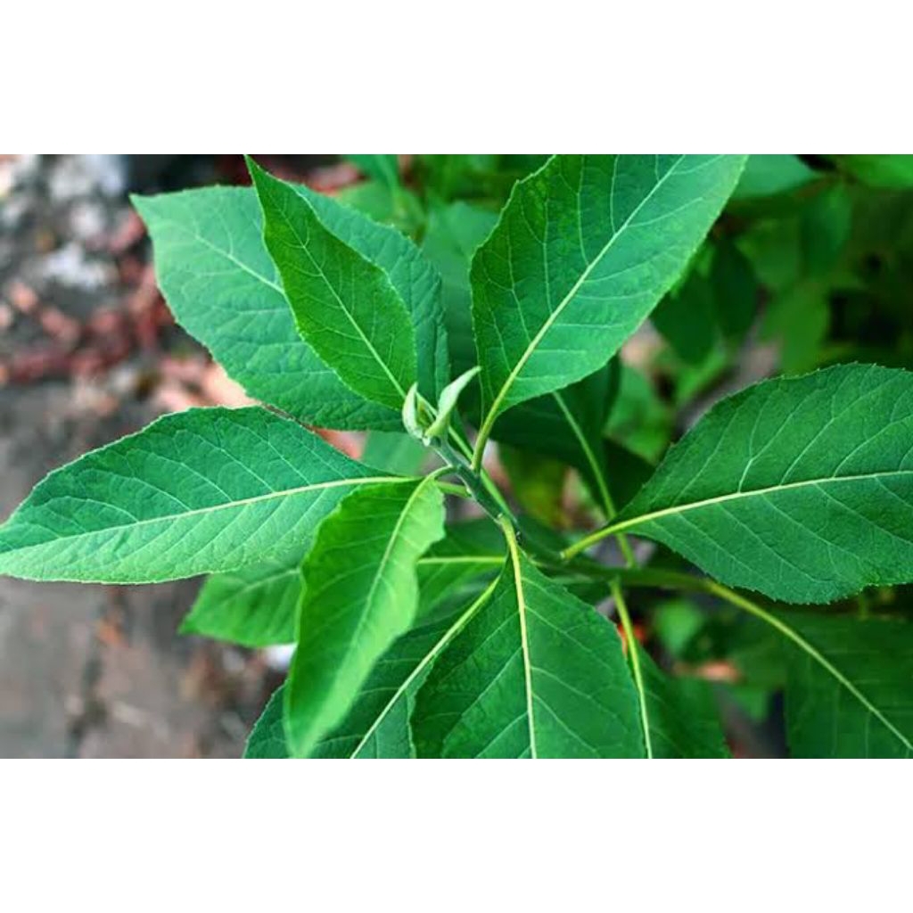 

Daun sembung segar 500g