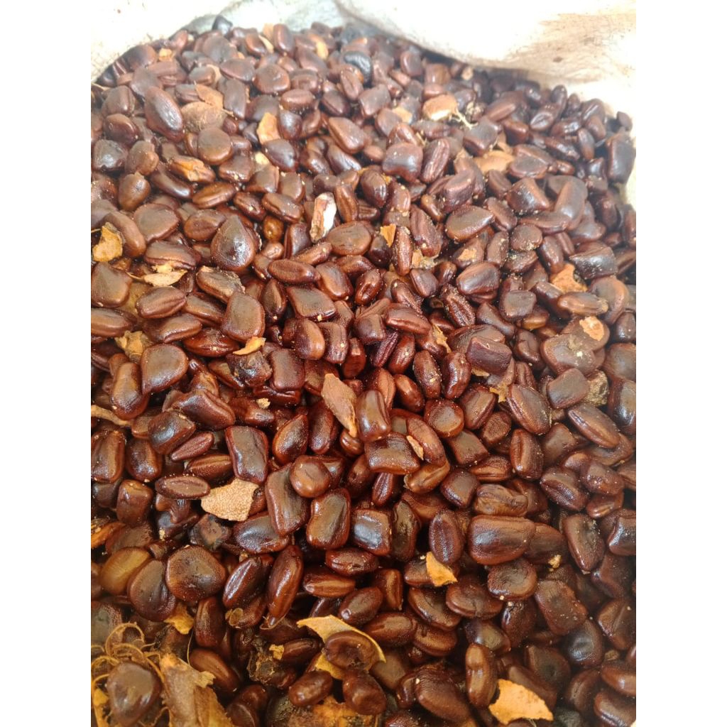 

biji asem , biji asam Jawa klusu 1kg