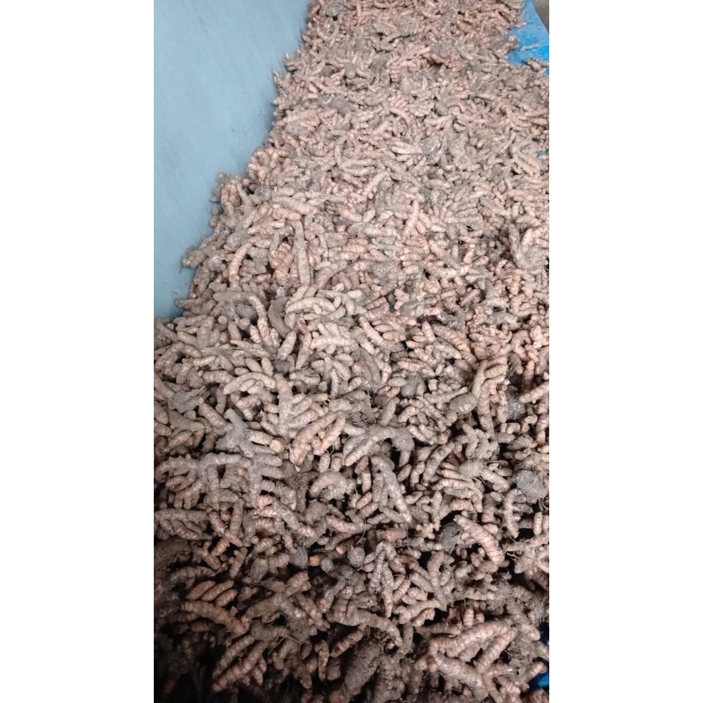 

kunyit basah segar perkilo