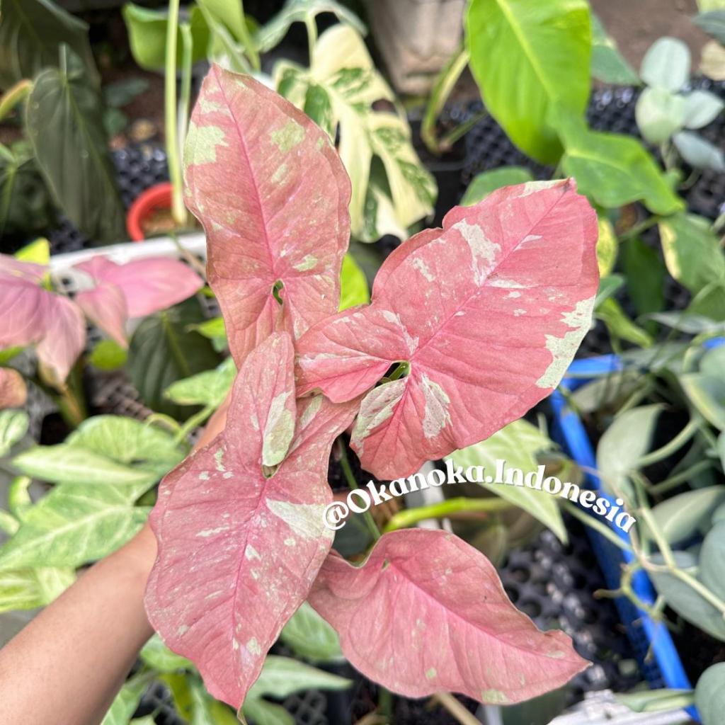 Syngonium Pink Candy Warna Daun Pink