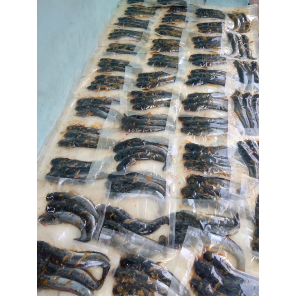 

Ikan lele marinasi fresh bumbu kuning homemade langsung dari peternakan