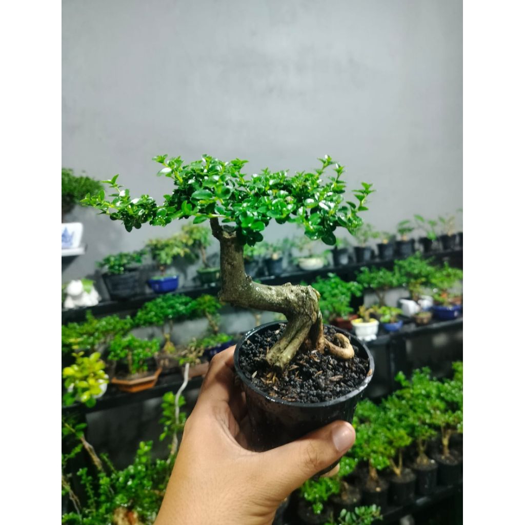 bonsai jadi