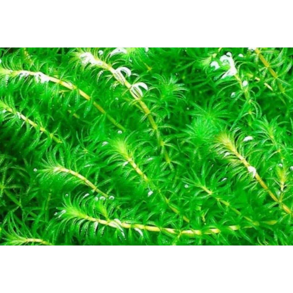 Hydrilla verticillata paket 50 batang tanaman aquascape