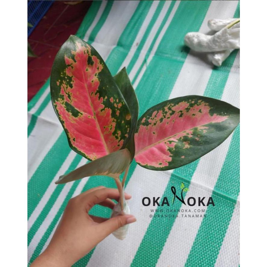 aglaonema kochin pink aglaonema