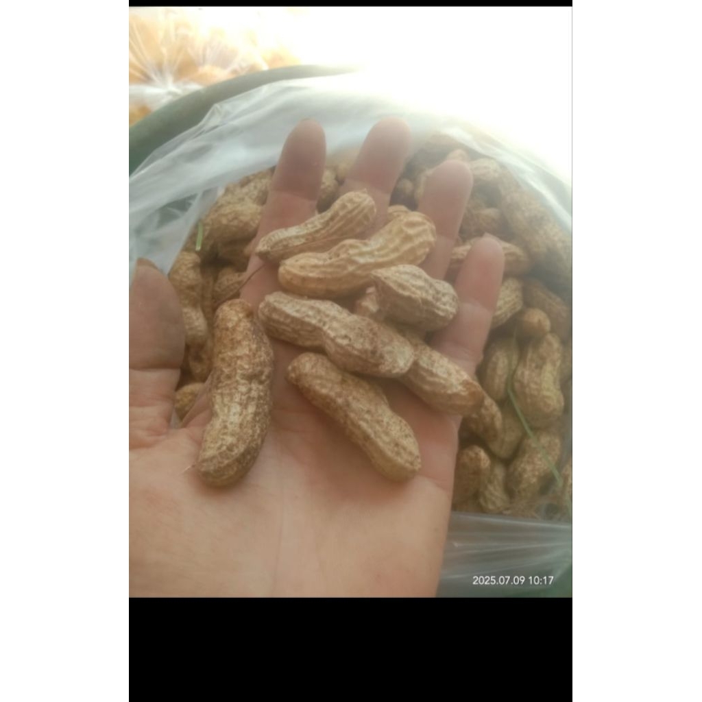 

KACANG TANAH KULIT SEKILO MENTAH/ KACANG TANAH BASAH