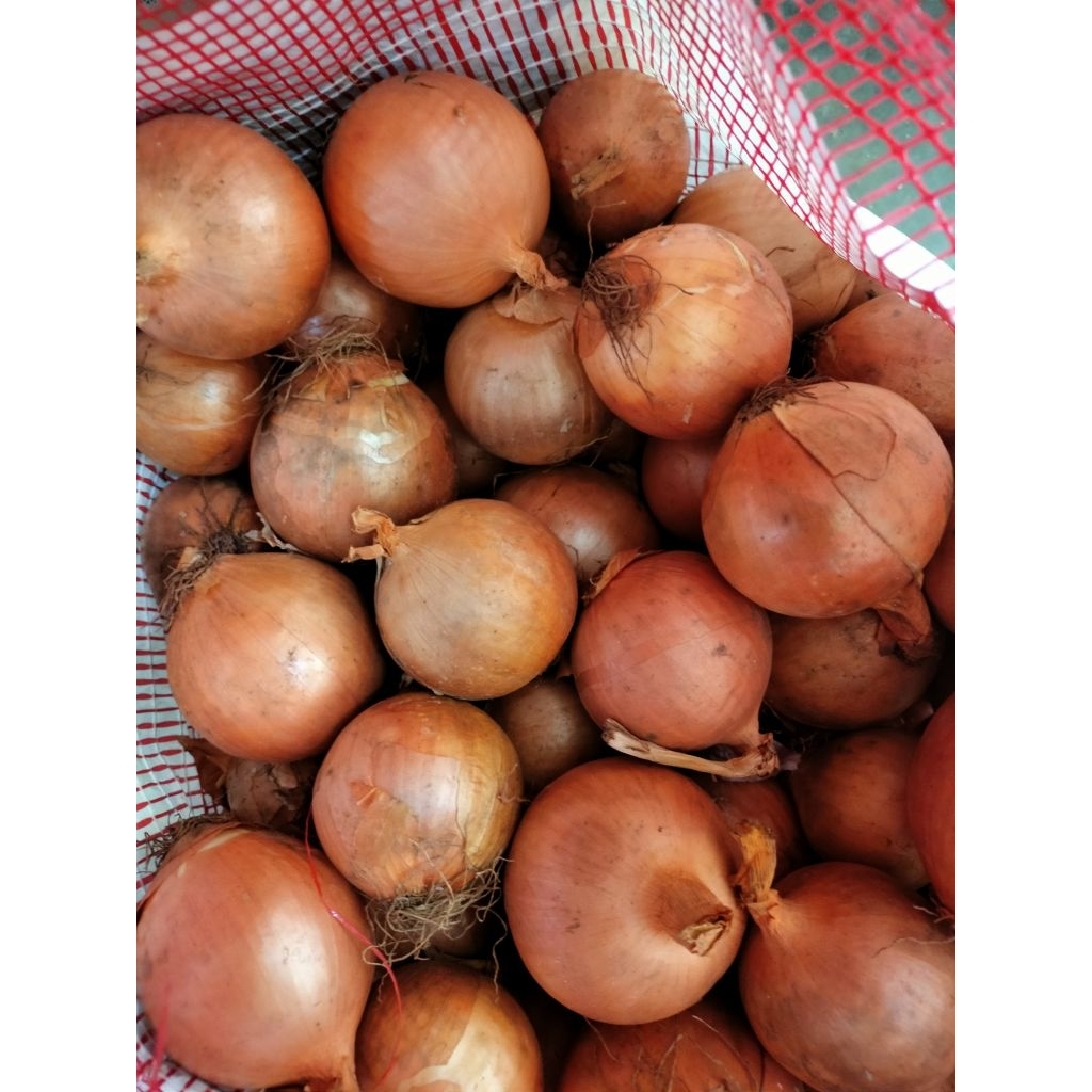 

Bombay New Zealand 50/60, Kualitas Bagus , 1kg