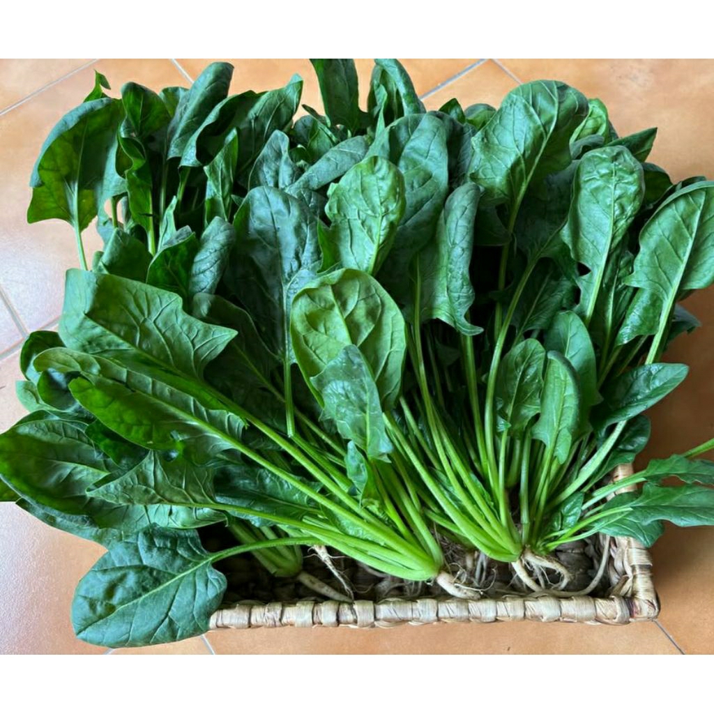 

sayur daun horenzo / bayam jepang