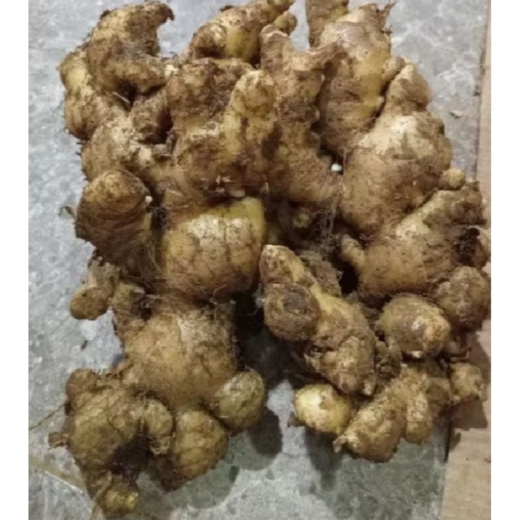 

jahe segar/jahe wangi/jahe gajah/jahe termurah 1kg