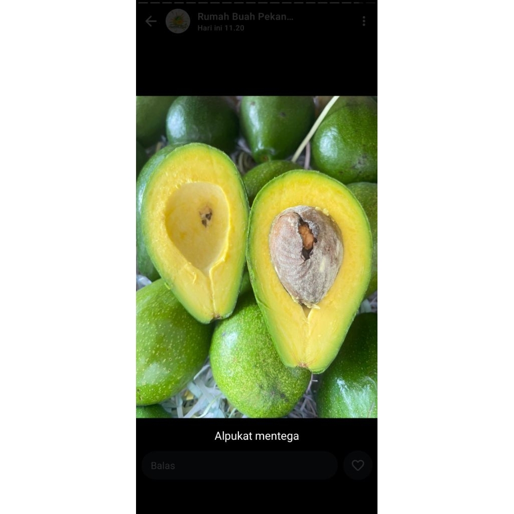 

Alpukat Mentega Sumbar