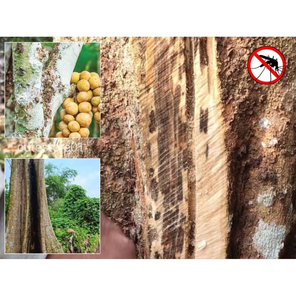 

Kulit Pohon Dukuh Segar Obat Malaria 250gram Termurah