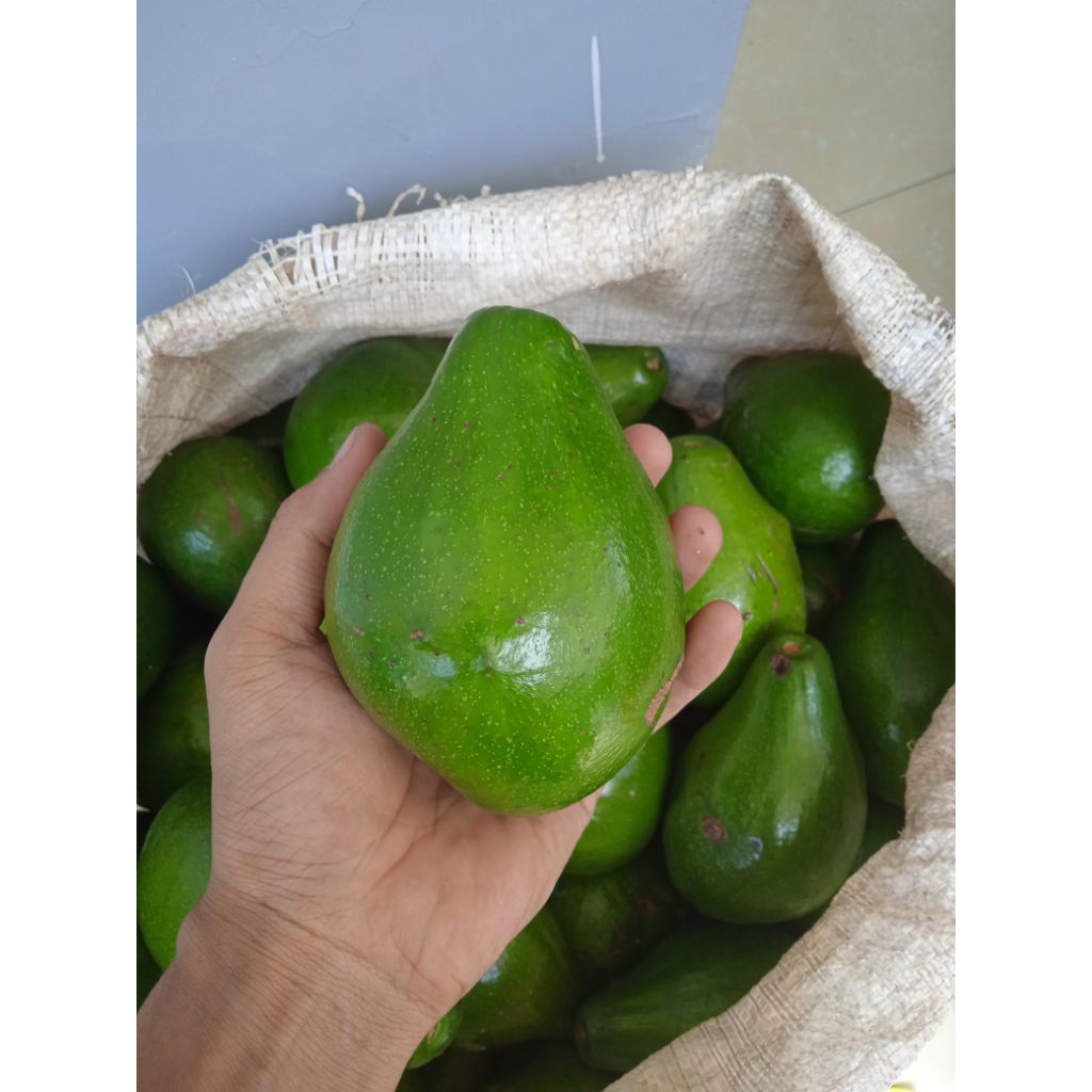 

alpukat mentega, 1kg isi 3-4 dominan 4, di kirim mentahab