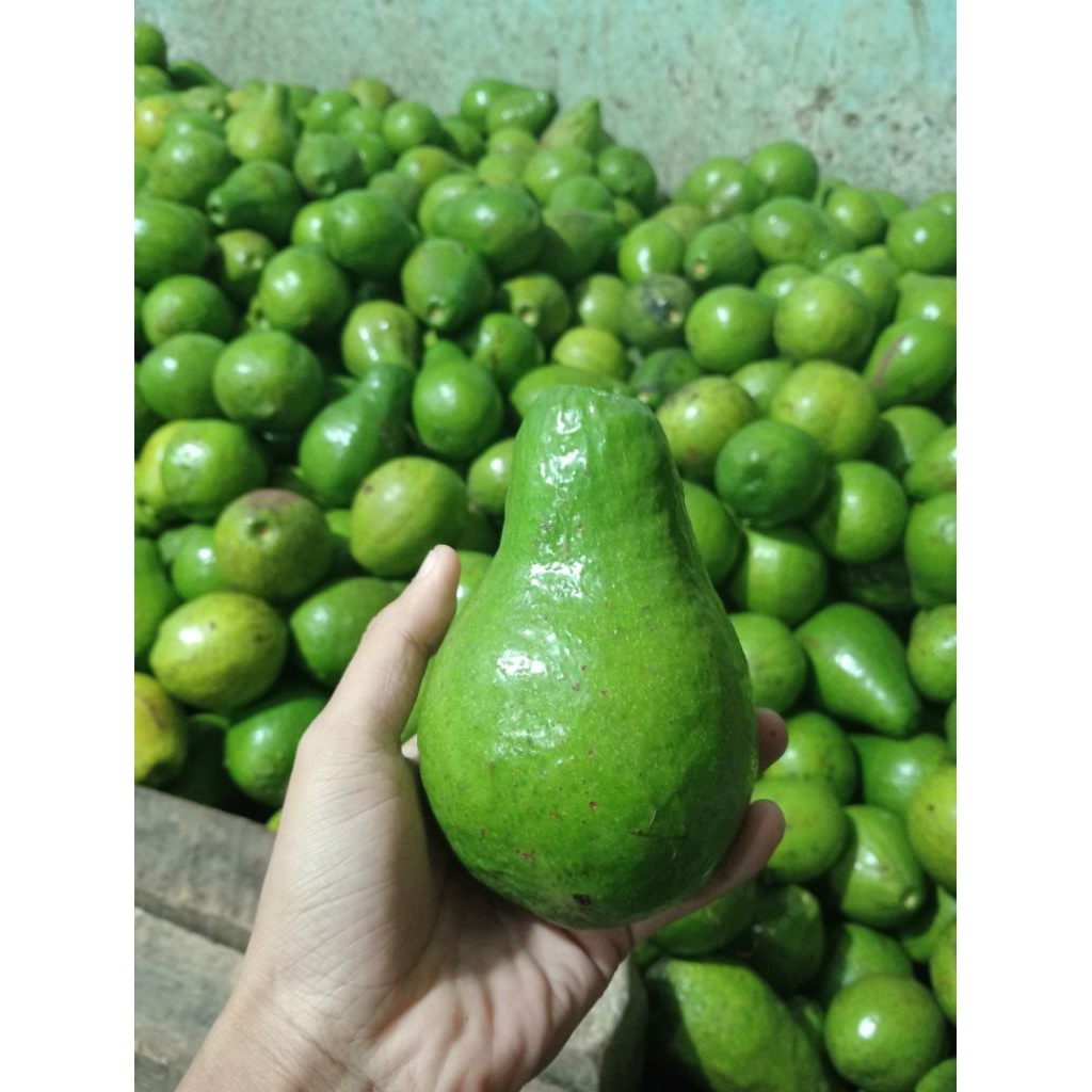 

ALPUKAT MENTEGA/FRESH/1KG ISI 3-4 DOMINAN 4, DIKIRIM MENTAH