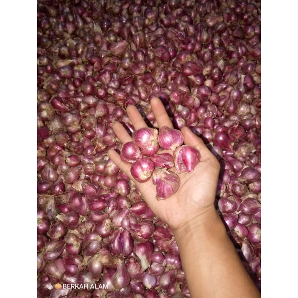 

Bawang Merah Probolinggo tanggung kecil 500gr
