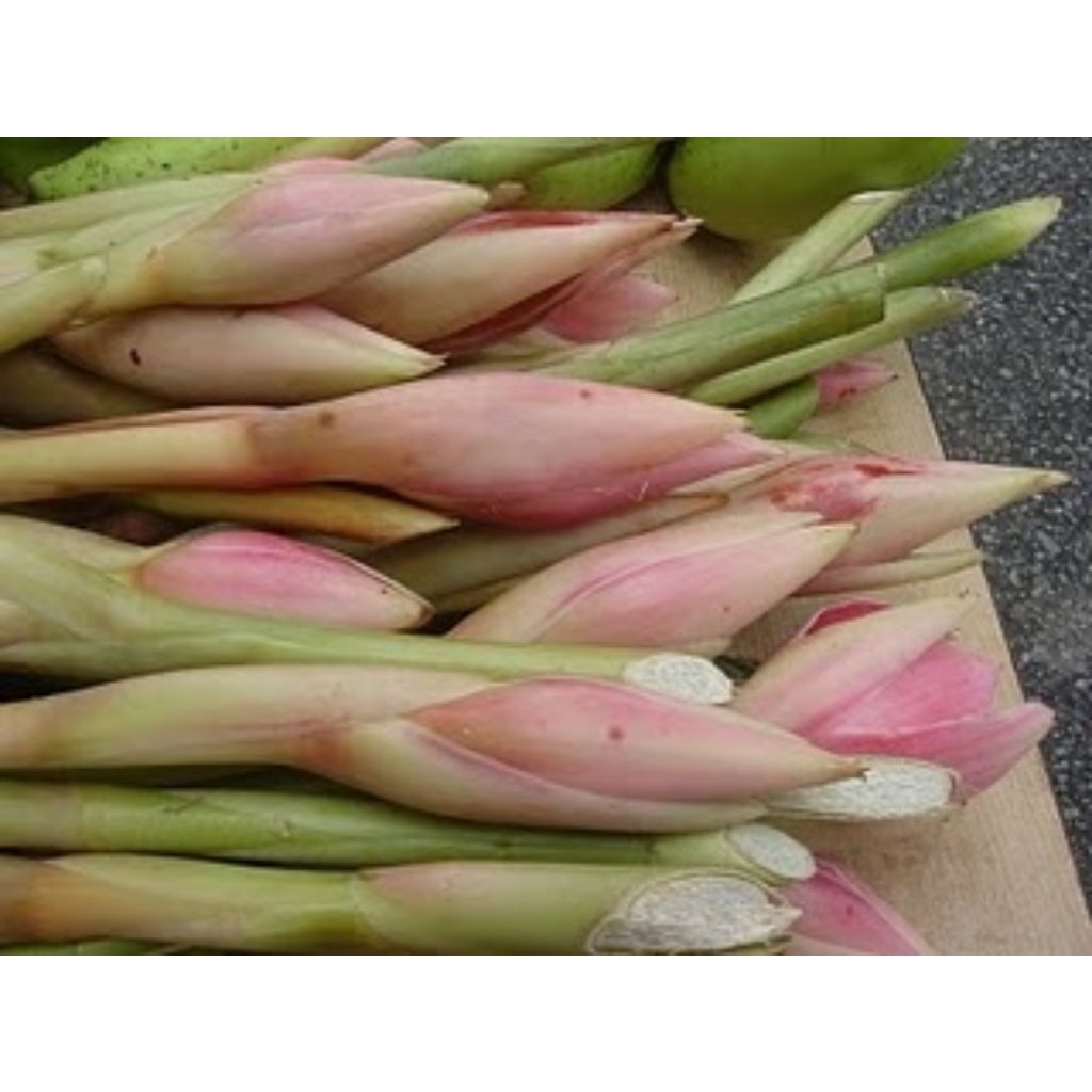 

bunga kecombrang segar berat 500 gram