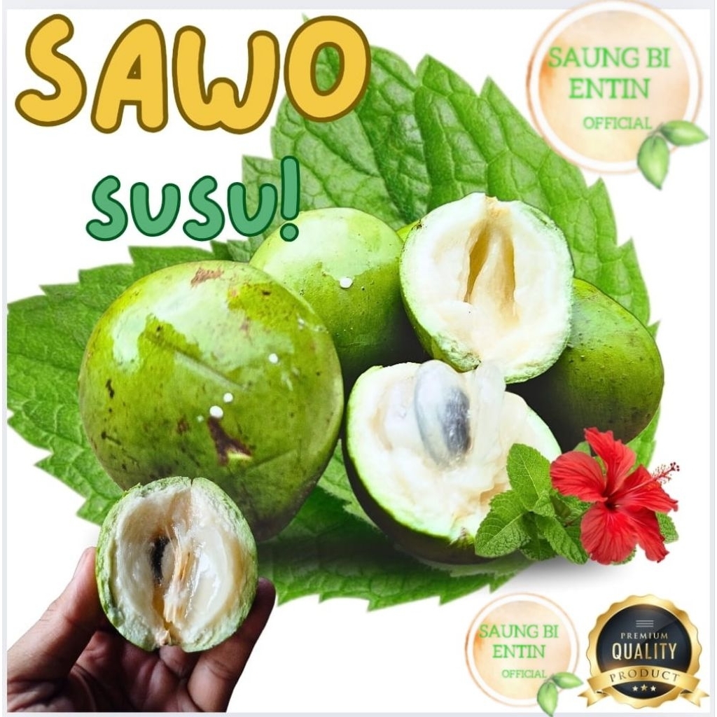 

Sawo Hijau | Sawo Susu 1Kg | Buah Sawo Susu Manis Legit Aroma Lengkeng Siap Makan
