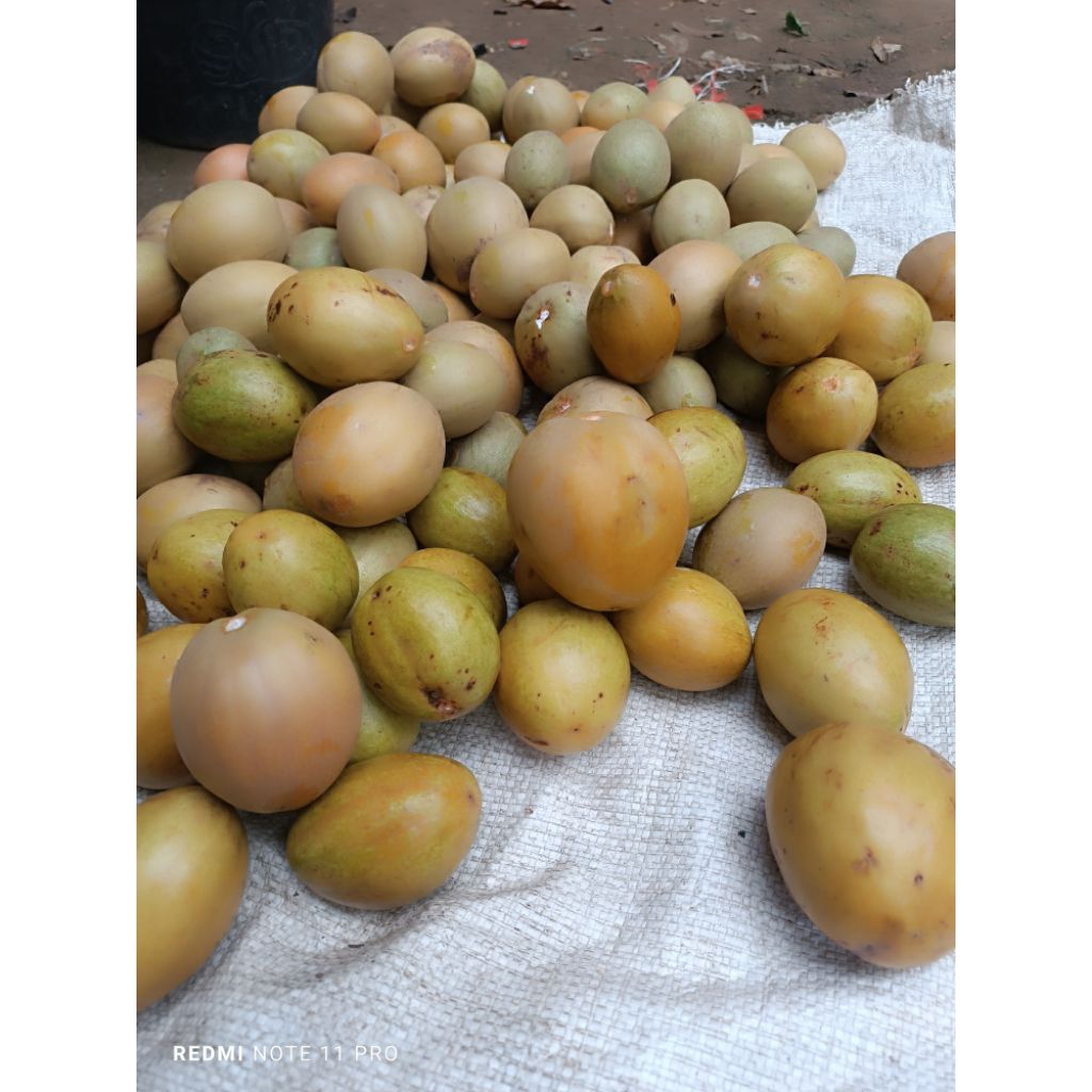 

BUAH SAWO MANIS FRESH 1BIJI ASLI PETANI UKURAN BESAR