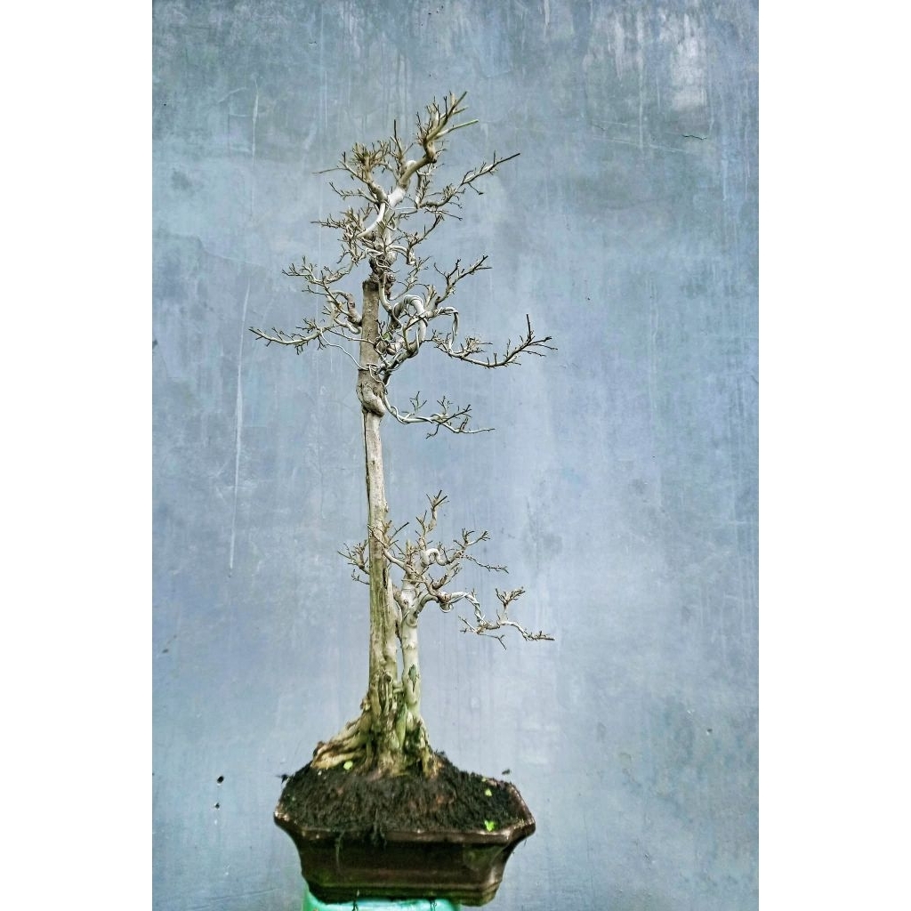 Tanaman hias bonsai ampelas putih siap pajang