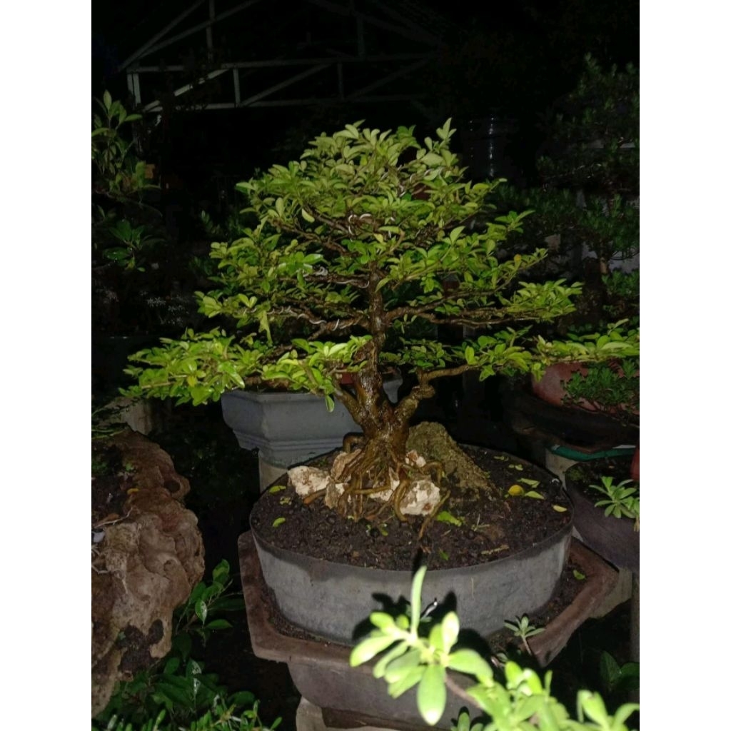 Tanaman hias bonsai jeruk kingkit on the rock siap pajang -/+ 60 cm